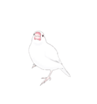 うちの白文鳥 【文字無しバージョン】（個別スタンプ：38）