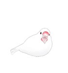 うちの白文鳥 【文字無しバージョン】（個別スタンプ：40）