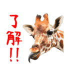 飛び出す！ゾウと動物園の仲間たち（個別スタンプ：8）