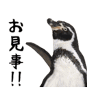 飛び出す！ゾウと動物園の仲間たち（個別スタンプ：14）