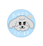 トイプーミニご挨拶スタンプ（個別スタンプ：1）