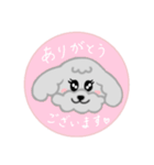 トイプーミニご挨拶スタンプ（個別スタンプ：4）