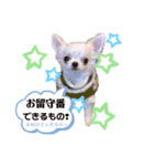 ペロちゃんはお利口さんだもの3（個別スタンプ：2）