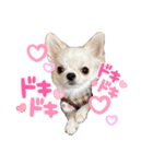 ペロちゃんはお利口さんだもの3（個別スタンプ：4）