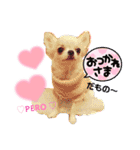 ペロちゃんはお利口さんだもの3（個別スタンプ：5）