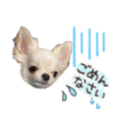 ペロちゃんはお利口さんだもの3（個別スタンプ：6）