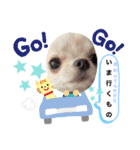 ペロちゃんはお利口さんだもの3（個別スタンプ：15）