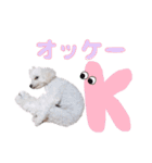 あずき第一弾（個別スタンプ：1）