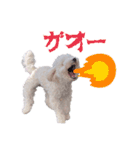 あずき第一弾（個別スタンプ：3）
