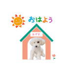 あずき第一弾（個別スタンプ：4）