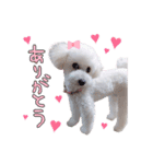あずき第一弾（個別スタンプ：5）