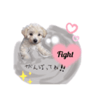 あずき第一弾（個別スタンプ：11）