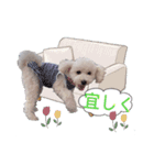 あずき第一弾（個別スタンプ：12）