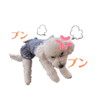 あずき第一弾（個別スタンプ：16）