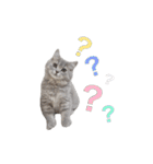 うどんスタンプ(ねこ)（個別スタンプ：2）