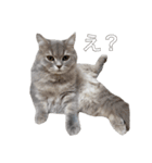 うどんスタンプ(ねこ)（個別スタンプ：3）