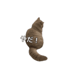 うどんスタンプ(ねこ)（個別スタンプ：4）