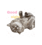 うどんスタンプ(ねこ)（個別スタンプ：5）