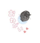うどんスタンプ(ねこ)（個別スタンプ：6）