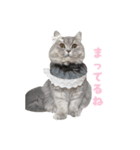 うどんスタンプ(ねこ)（個別スタンプ：10）
