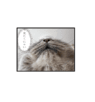 うどんスタンプ(ねこ)（個別スタンプ：12）