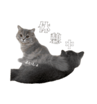 うどんスタンプ(ねこ)（個別スタンプ：14）