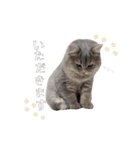 うどんスタンプ(ねこ)（個別スタンプ：16）