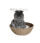 うどんスタンプ(ねこ)（個別スタンプ：18）