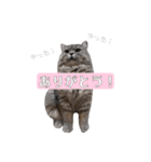 うどんスタンプ(ねこ)（個別スタンプ：19）