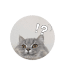 うどんスタンプ(ねこ)（個別スタンプ：20）
