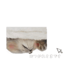 うどんスタンプ(ねこ)（個別スタンプ：21）