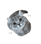 うどんスタンプ(ねこ)（個別スタンプ：23）
