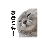 うどんスタンプ(ねこ)（個別スタンプ：24）