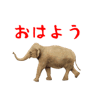 動く！ゾウと動物園の仲間たち（個別スタンプ：1）