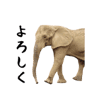 動く！ゾウと動物園の仲間たち（個別スタンプ：2）