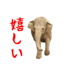 動く！ゾウと動物園の仲間たち（個別スタンプ：3）