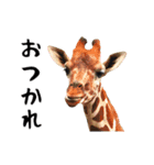 動く！ゾウと動物園の仲間たち（個別スタンプ：5）