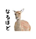 動く！ゾウと動物園の仲間たち（個別スタンプ：14）