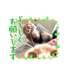 猫さん達1（個別スタンプ：2）