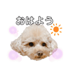 9わん大家族！（個別スタンプ：3）