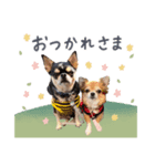 3チワワ’s。あぽろーるーしー。その2（個別スタンプ：1）