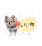 3チワワ’s。あぽろーるーしー。その2（個別スタンプ：2）