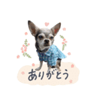3チワワ’s。あぽろーるーしー。その2（個別スタンプ：3）