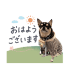 3チワワ’s。あぽろーるーしー。その2（個別スタンプ：4）