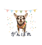 3チワワ’s。あぽろーるーしー。その2（個別スタンプ：6）