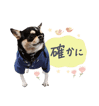 3チワワ’s。あぽろーるーしー。その2（個別スタンプ：7）