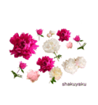 優雅な芍薬メッセージ（個別スタンプ：9）