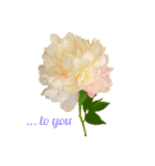 優雅な芍薬メッセージ（個別スタンプ：10）