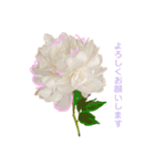 優雅な芍薬メッセージ（個別スタンプ：13）