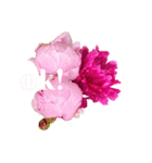 優雅な芍薬メッセージ（個別スタンプ：14）